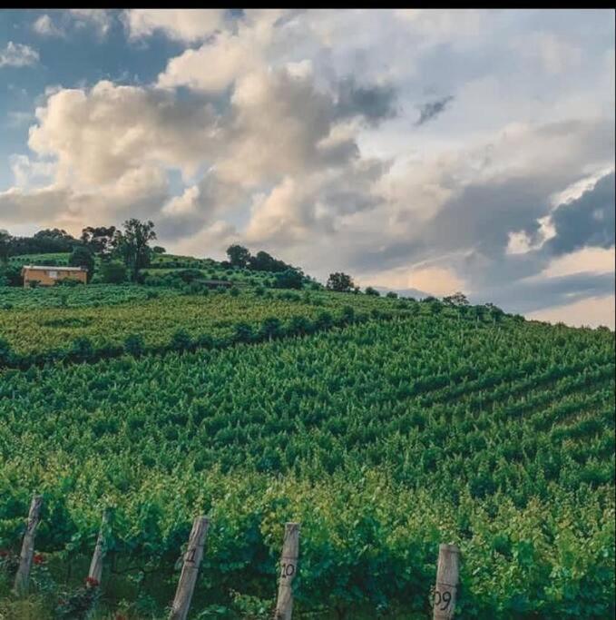 Casa Vigneto Octavio No Vale Dos Vinhedos Villa Bento Goncalves Bagian luar foto